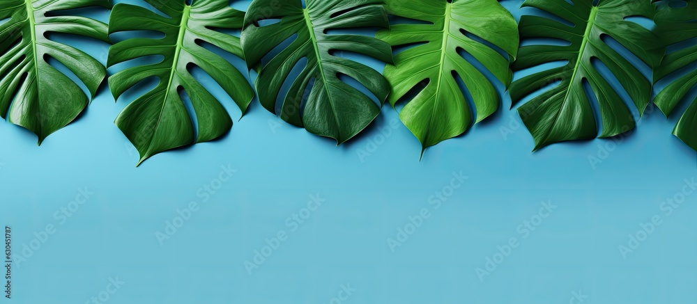 Aufkleber Monstera leaves arranged on a blue background. is taken from a top-down perspective with empty space around the leaves. summery background with a natural theme showcasing creative minimalism and