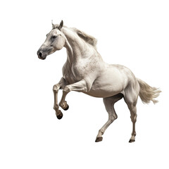 Obraz na płótnie Canvas running white stallion transparent background