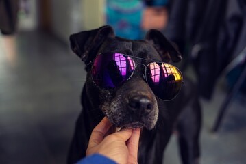 Perro negro con gafas de sol