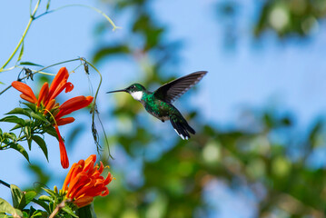 Colibrí garganta blanca alimentándose de una bignonia de invierno naranja © Maelia Rouch