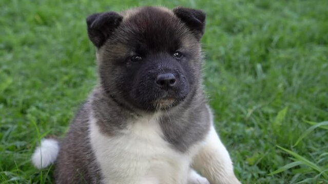 Three American Akita puppies, one month old. Portrait of a funny little puppy sitting in the garden on the grass on a summer sunny day. High quality 4k footage