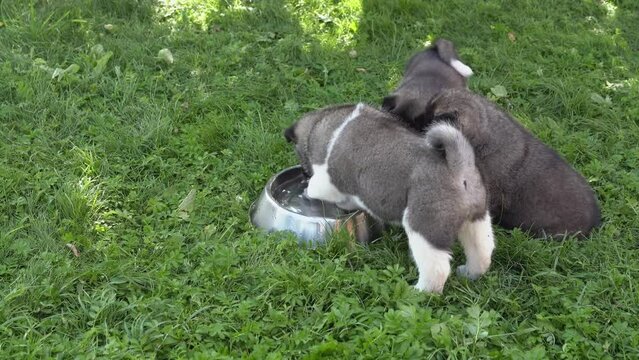 Three American Akita puppies, one month old. Little funny American Akita puppies drink water from a bowl in the garden on the grass on a summer sunny day. High quality 4k footage