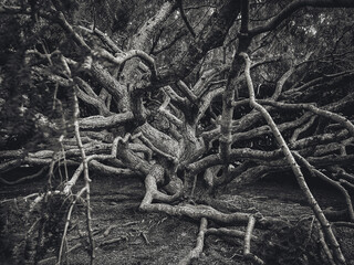 roots in the forest