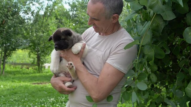 Three American Akita puppies, one month old. A man holds a small funny fluffy American Akita puppy in his arms, strokes, pulls. Summer sunny day in the garden. High quality 4k footage