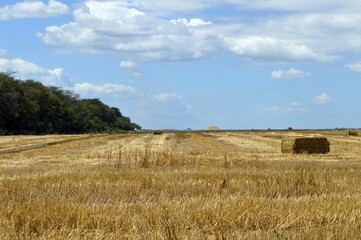 Fototapeta premium A field with mown wheat.