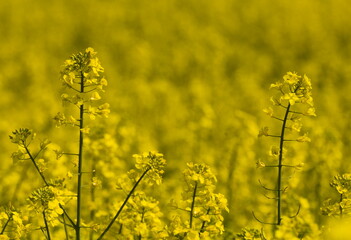 Żółte pola rzepaku w słoneczny dzień