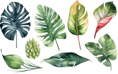 Large hand drawn watercolor tropical plants set, monstera on an isolated white background, watercolor illustration, Generative AI