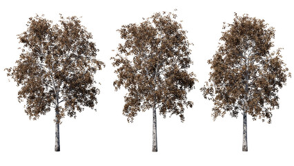 Daytime landscape tree element for 3d Architectural visualization, tree isolated on transparent background, 3d rendering illustration, PNG format