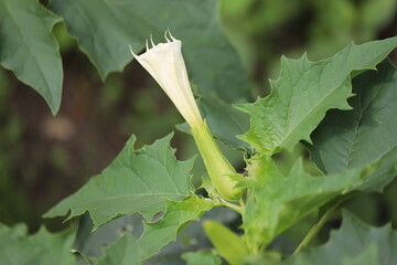 Datura stramonium. Hallucinogen plant Devil's Trumpet, also called Jimsonweed.