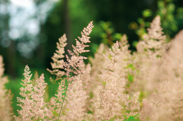 blooming grass on the background of the forest