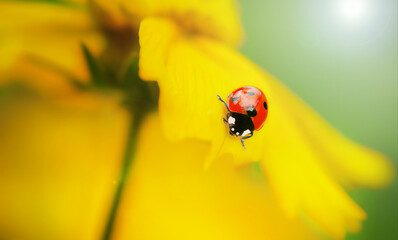 The ladybug goes at the flower.