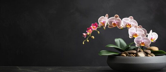 A flowerpot containing a blooming orchid is placed on a black stone table against a dark...