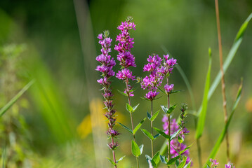 Purple Loosestrife Growing In The Marsh In Late August In Wisconsin