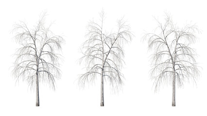 Daytime landscape tree element for 3d Architectural visualization, tree isolated on transparent background, 3d rendering illustration, PNG format