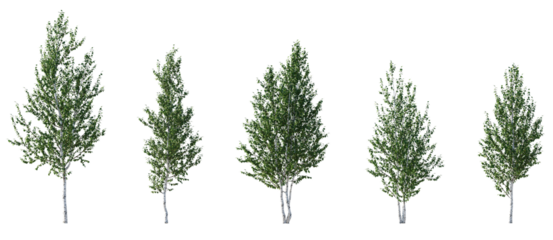 Birch trees betula medium trees isolated png in sunny daylight on a transparent background premium cutout 