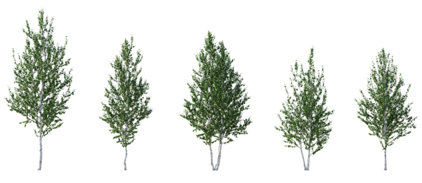 Birch trees betula medium trees isolated png in sunny daylight on a transparent background premium cutout