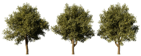 Daytime landscape tree element for 3d Architectural visualization, tree isolated on transparent background, 3d rendering illustration, PNG format