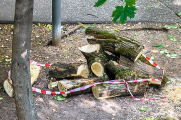 a cut tree lies on the ground in the park