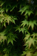 Plano macro a arbusto de hojas verdes