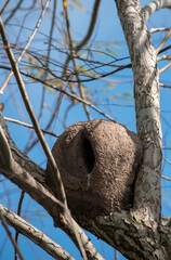 Nidos de hornero en las ramas de un árbol. Furnarius rufus