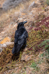 Common raven, corvus corax, amongst the arid landscape near Betancuria, Fuerteventura, Canary Islands