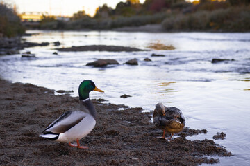 Ducks by the River