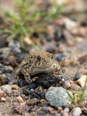 Great Plains Toad in Colorado