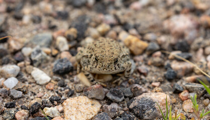Close Up of a Great Plains Toad in Colorado