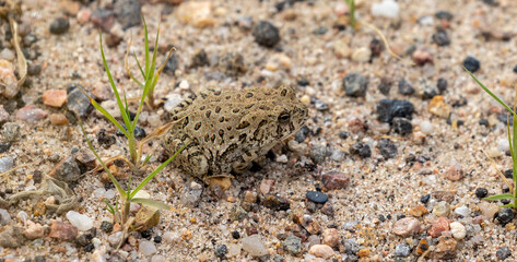 Great Plains Toad in Colorado Wildlife Refuge