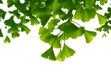 Ginkgo biloba green leaves on a tree. Ginkgo Biloba Tree Leaves on light sky.
