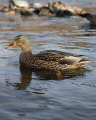 duck on the water