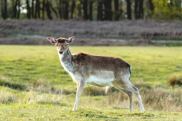 Naklejka na ściany i meble Fallow deer in the national park Amsterdamse waterleidingduinen, The Netherlands.