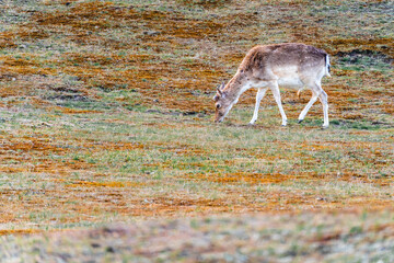 Fallow deer in the national park Amsterdamse waterleidingduinen, The Netherlands.