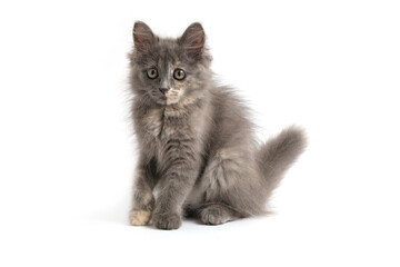 Beautiful gray kitten white background.