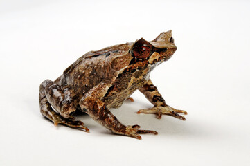 Asian horned frog // Java Zipfelfrosch (Megophrys montana)
