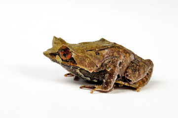 Asian horned frog // Java Zipfelfrosch (Megophrys montana)