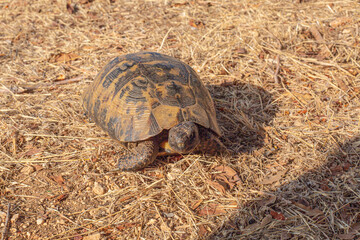 turtle on the ground