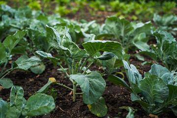Cabbage plantations on the field. Growing organic vegetables. Eco-friendly products. Agriculture and farming. Plantation cultivation. Selective focus.