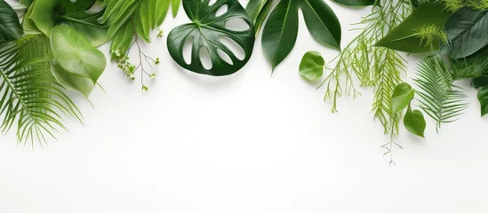 Fototapete Spa natural cosmetics and a healthy lifestyle is represented by a top view image of green leaves on a white background. emphasizes natural organic skincare and bio research, with copy space available.