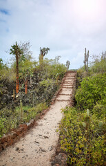 Fototapeta na wymiar Trail by giant opuntias (Opuntia galapageia) on Santa Cruz Island, Galapagos National Park, Ecuador.