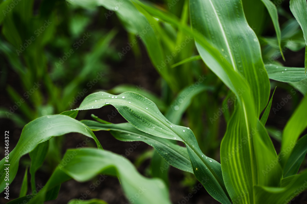 Wall mural the agricultural land of a green corn farm. maize corn seedling in the agricultural plantation. youn