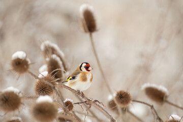 European goldfinch (Carduelis carduleis), Czech Republic, wildlife photography