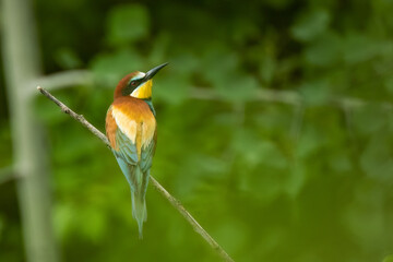 European bee-eater (Merops apiaster), Slovakia, wildlife photography