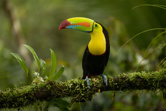Keel-billed toucan (Ramphastos sulfuratus), wildlife photography, Costa Rica