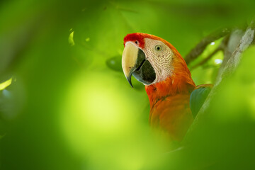 Scarlet macaw (Ara macao), Costa Rica, Cabo Matapalo. Wildlife photography.