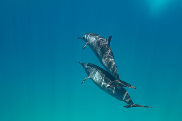 Spinner dolphin (Stenella longirostris), Red Sea, Sataya reef, Marsa Alam, Egypt. Wildlife underwater photography.