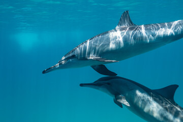 Spinner dolphin (Stenella longirostris), Red Sea, Sataya reef, Marsa Alam, Egypt. Wildlife underwater photography.
