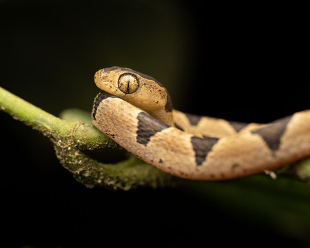 Bluntheaded tree snake (Imantodes cenchoa), Costa Rica. Wildlife photography.