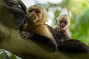 White-faced capuchin (Cebus capucinus), mother with baby, wildlife photography, Boca Tapada, Costa Rica.