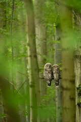 Ural owl (Strix uralensis), Slovakia, Wildlife photography